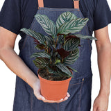 Calathea 'Ornata'