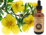 Evening Primrose Oil Organic