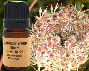 Carrot Seed Essential Oil 15ml